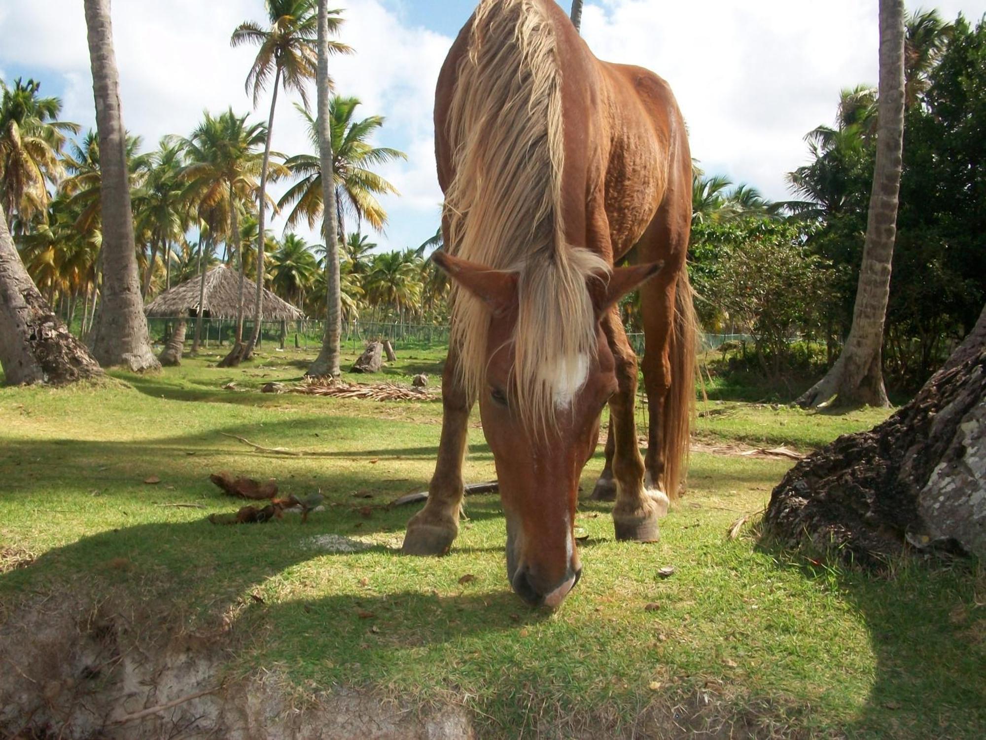 Villa La Caleta Las Galeras Kültér fotó