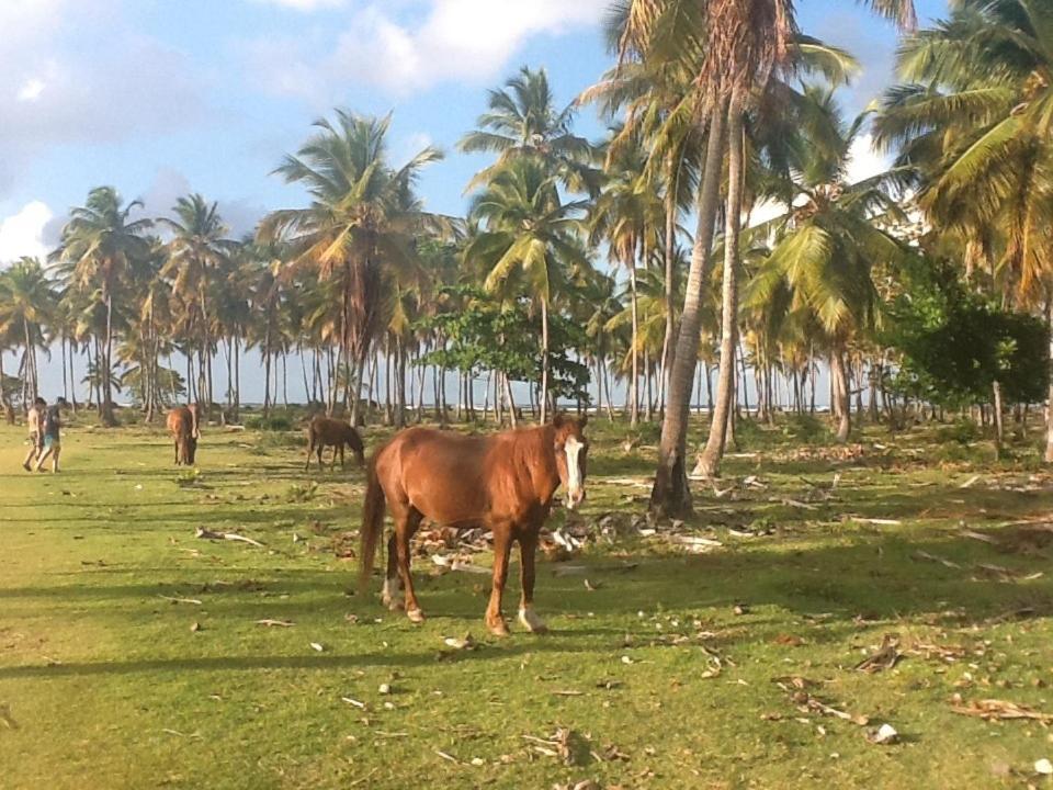 Villa La Caleta Las Galeras Szoba fotó